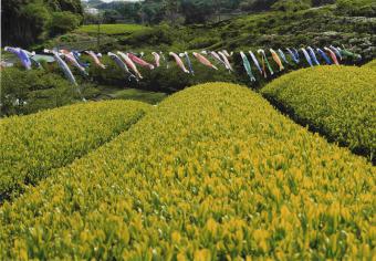 菊川市　尾崎　行雄